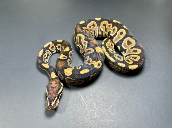 Sapphire Ball Python by TRIGG Reptiles