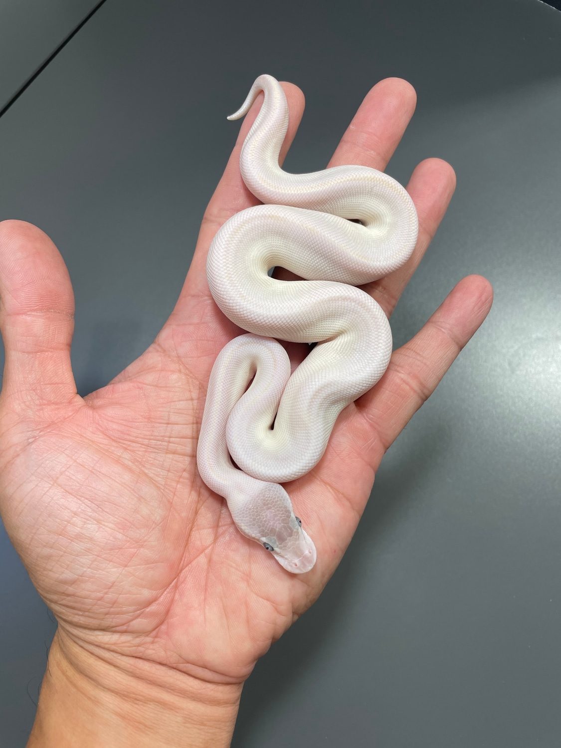 Super Mojave Ball Python by TRIGG Reptiles MorphMarket