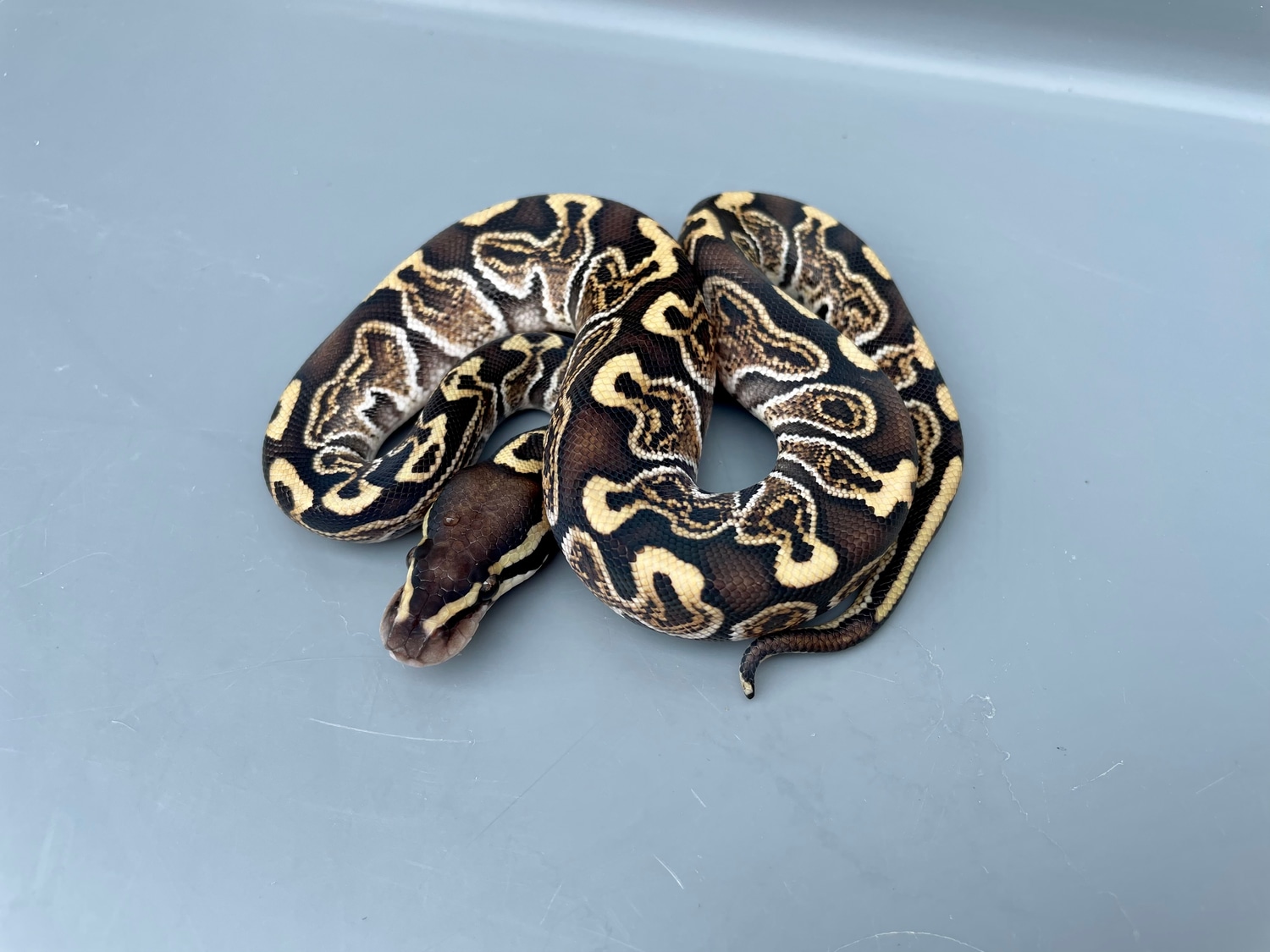 GHI Special Ball Python by TRIGG Reptiles - MorphMarket