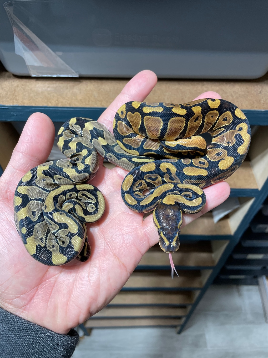 Normal Ball Python by TRIGG Reptiles - MorphMarket