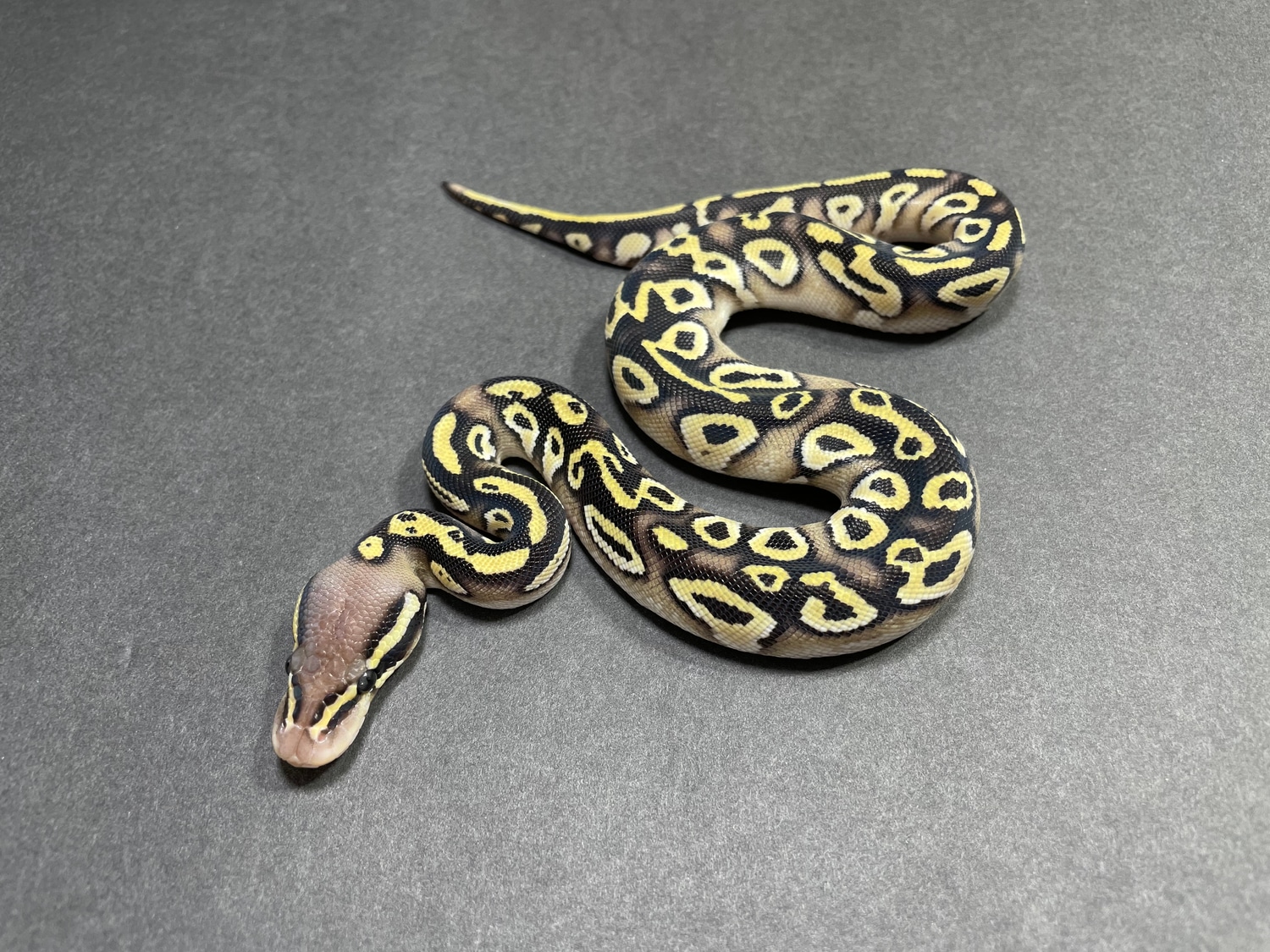 Pastel Mojave Orange Dream Het Hypo Ball Python by TRIGG Reptiles ...