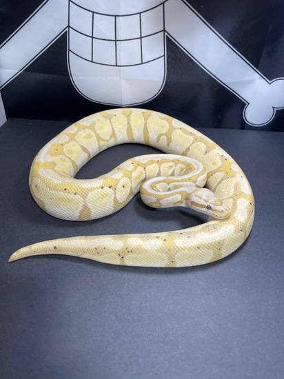 Pastel Banana Ball Python by TRIGG Reptiles