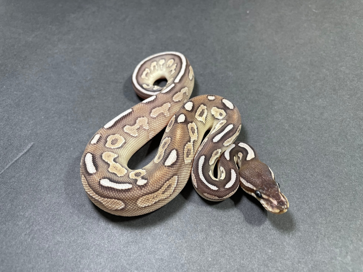 Cinnamon Lesser YB Fire Ball Python by TRIGG Reptiles - MorphMarket