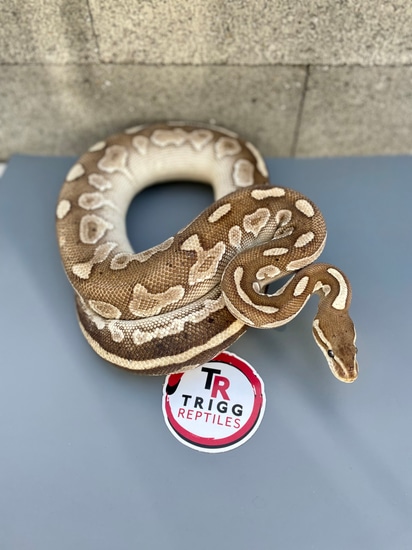 Cinnamon Fire Lesser YB Ball Python by TRIGG Reptiles