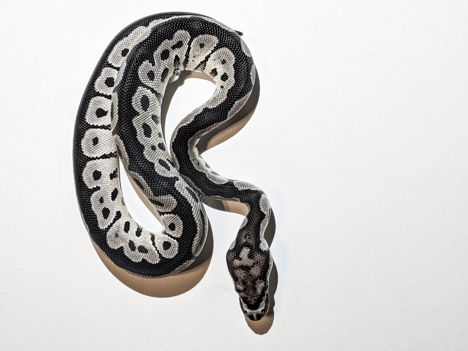 Axanthic (VPI) Clown Ball Python by Garden of Eden Exotics LLC ...