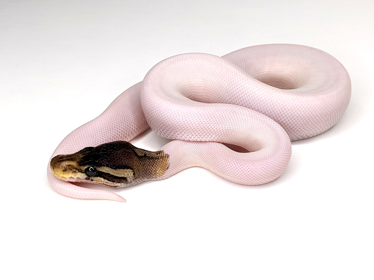 Cinnamon Piebald Het Axanthic (VPI) Possible Sandblast Ball Python by ...