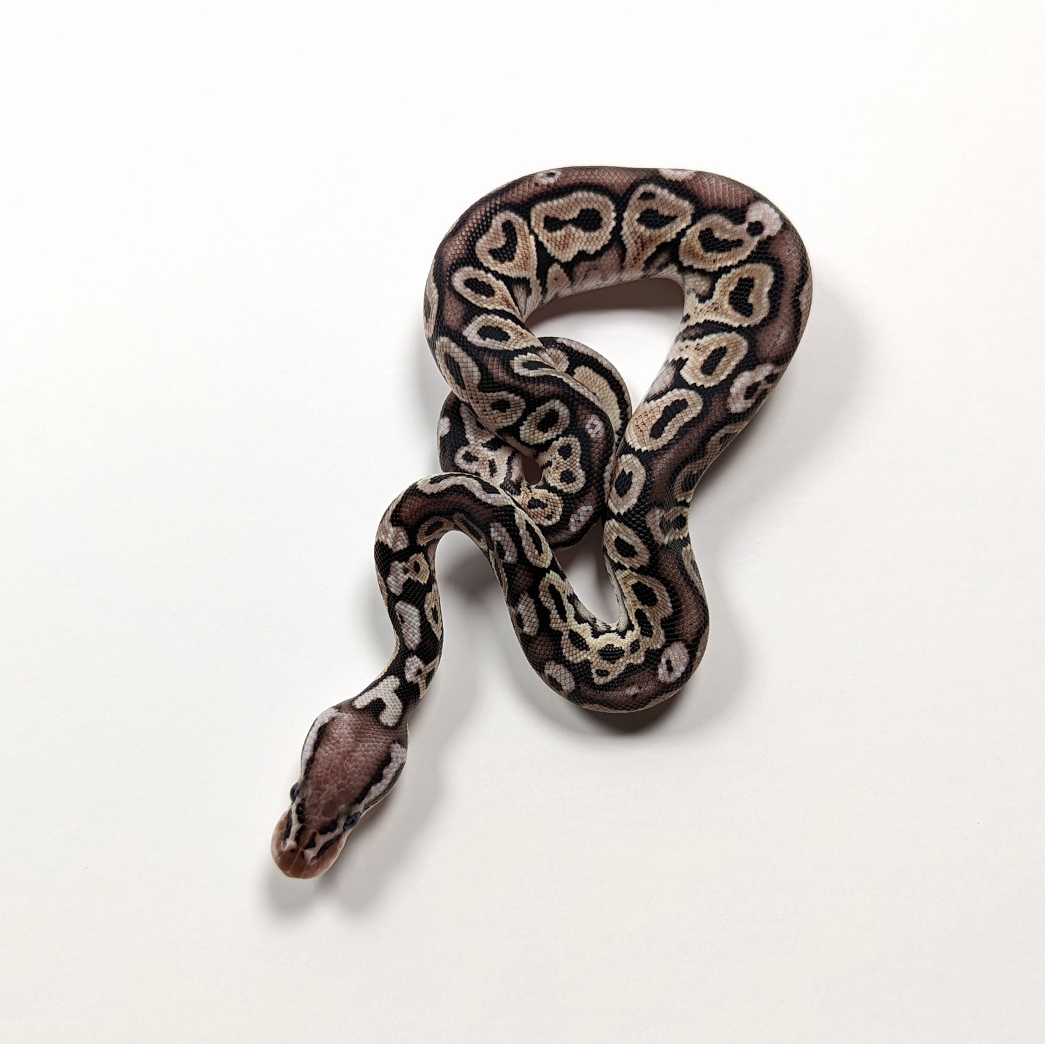 Pastel HRA Het Axanthic (VPI) Het Clown Ball Python by Garden of Eden
