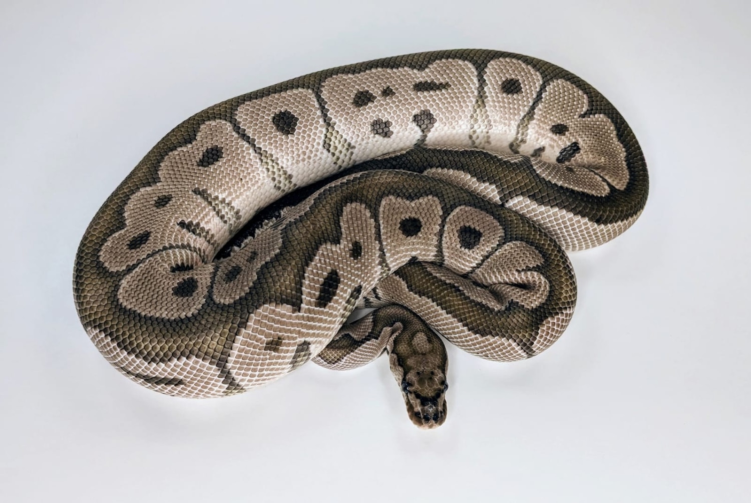 Adult Axanthic Clown Ball Python by Garden of Eden Exotics LLC ...