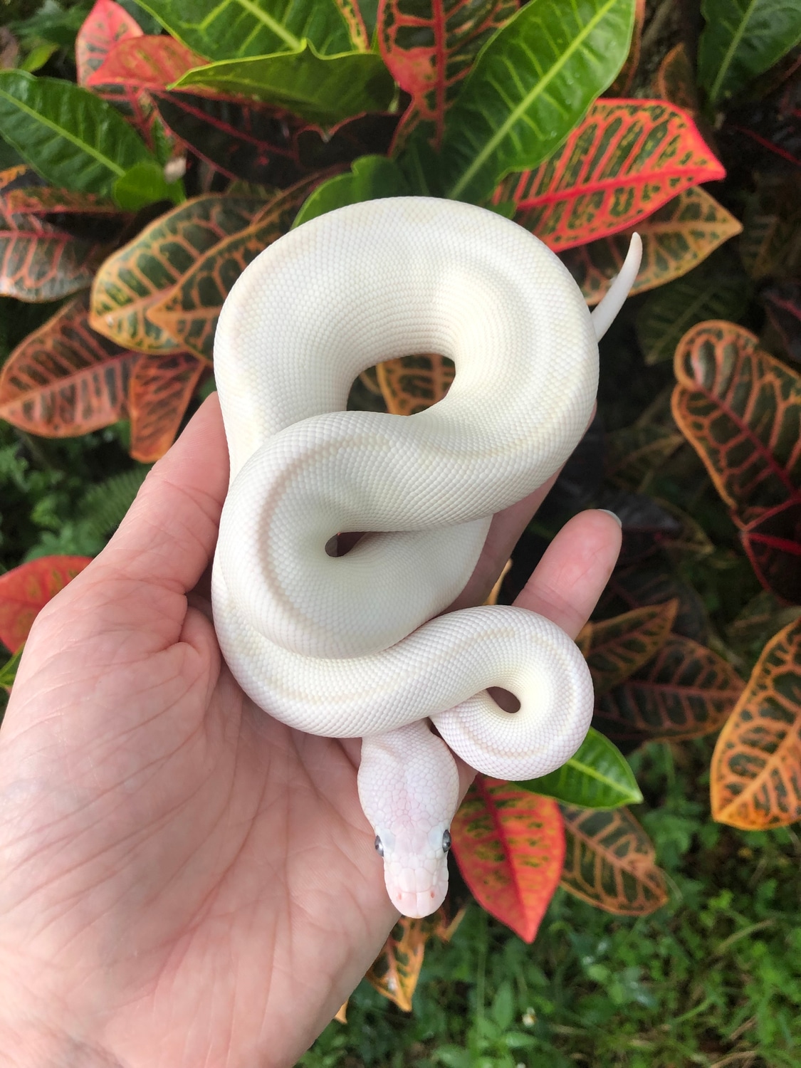 Blue Eyed Leucistic Ball Python by Gardner Reptiles - MorphMarket
