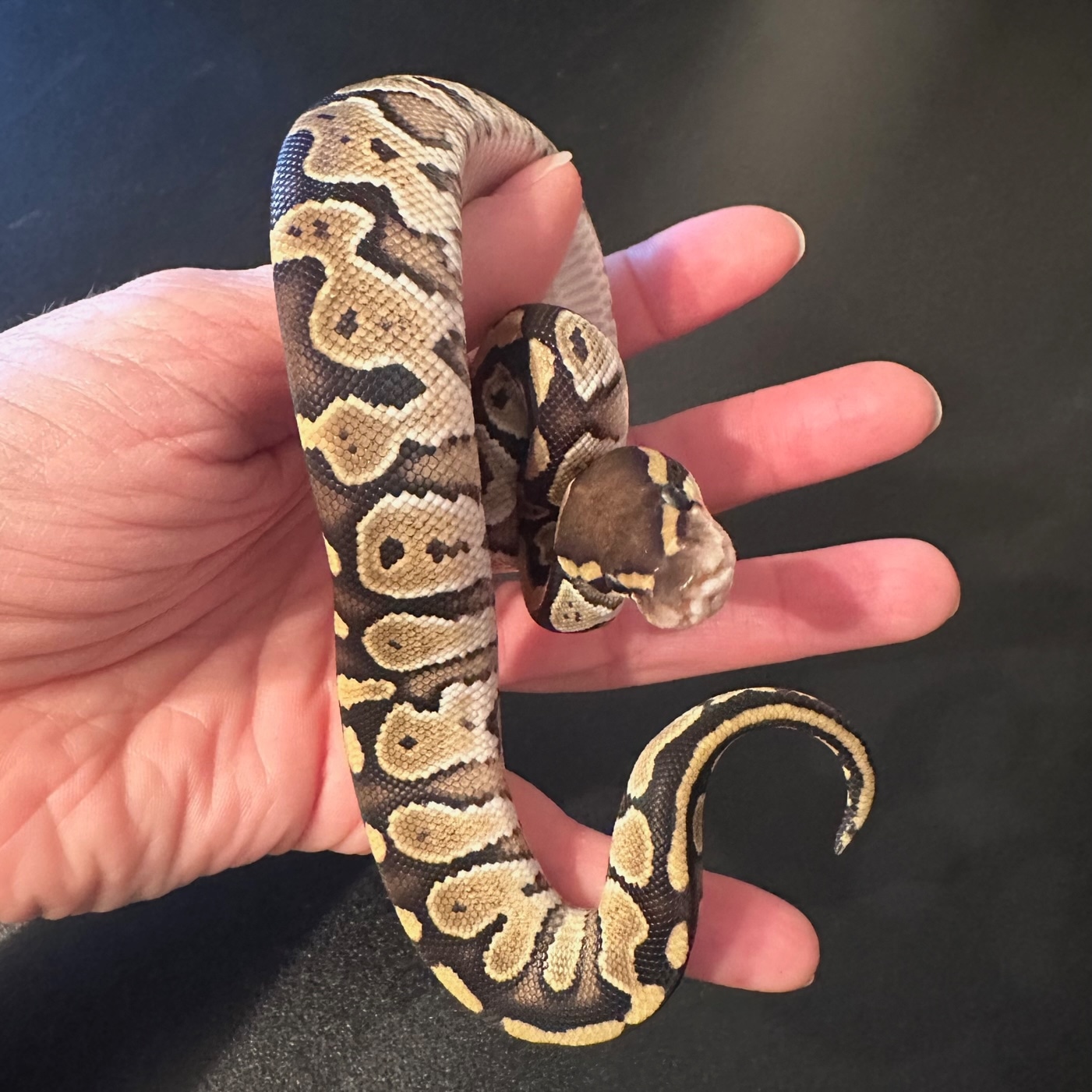 Mojave Ball Python by Gardner Reptiles MorphMarket