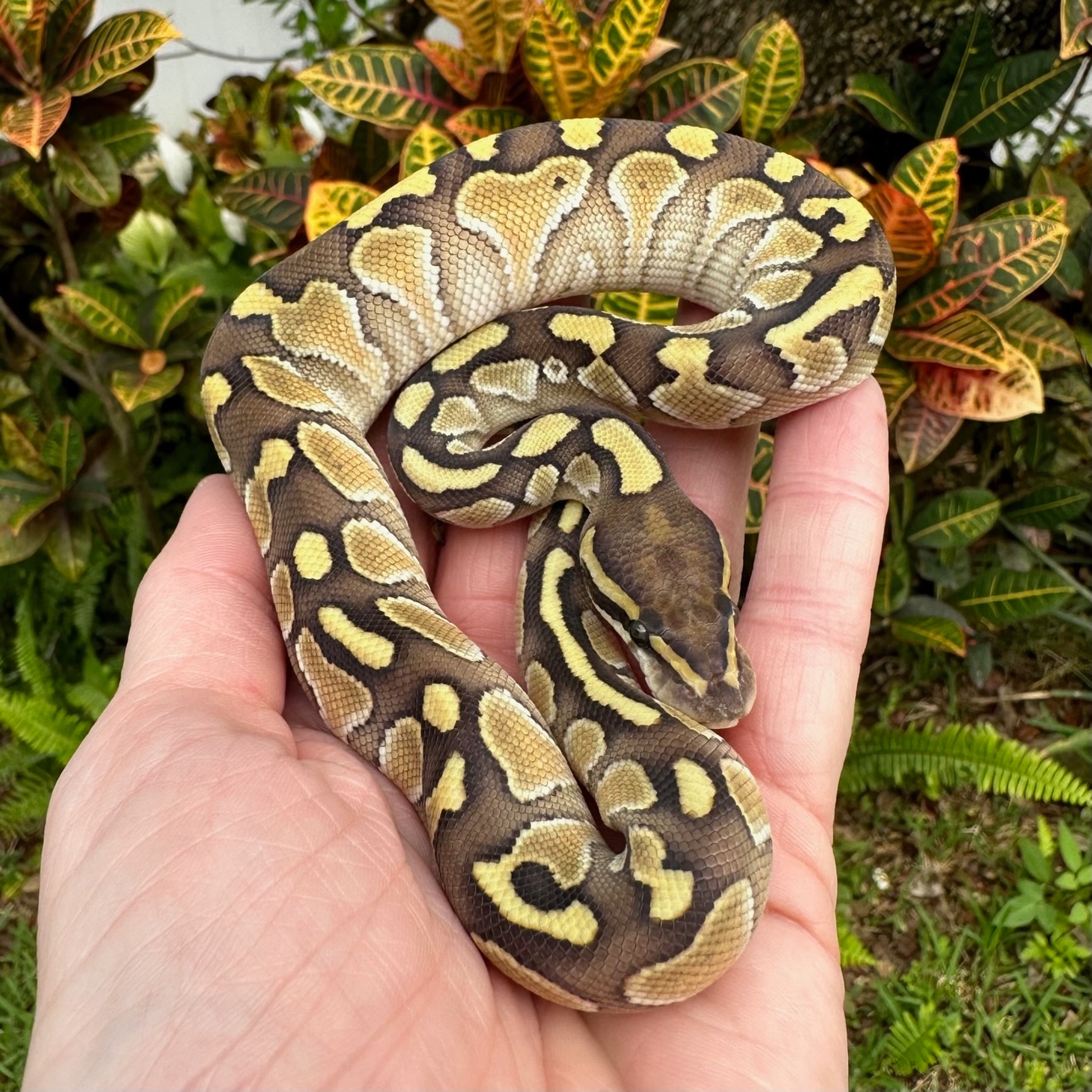 Lesser Ball Python by Gardner Reptiles - MorphMarket