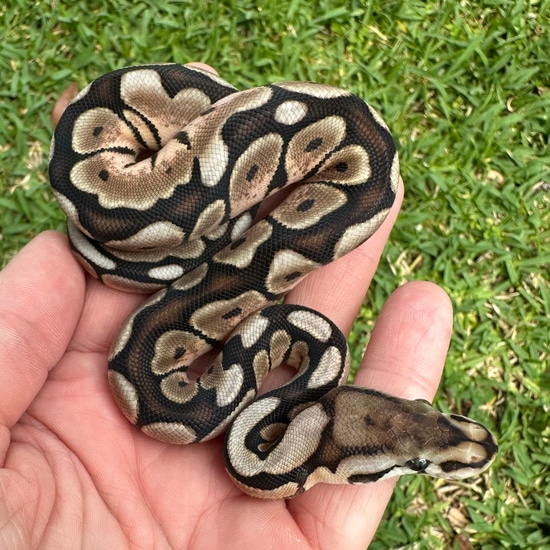 Chocolate Spider (50% Het Clown) Ball Python by Gardner Reptiles