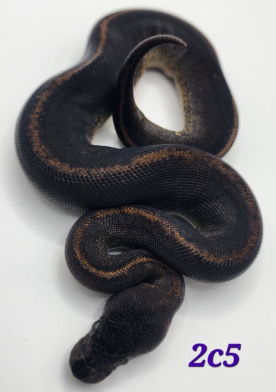 Female Suma Het Pied Ball Python by Garland Exotics