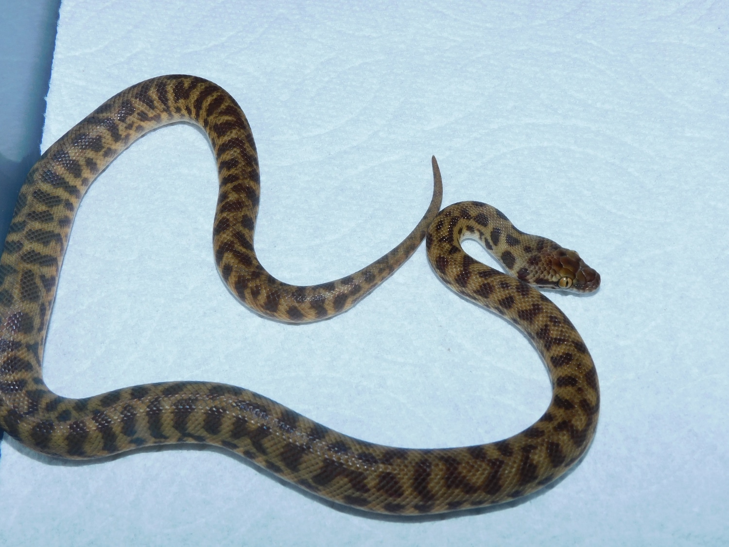 Eastern Stimson's Python (Antaresia Stimsoni) More Python by GSL ...