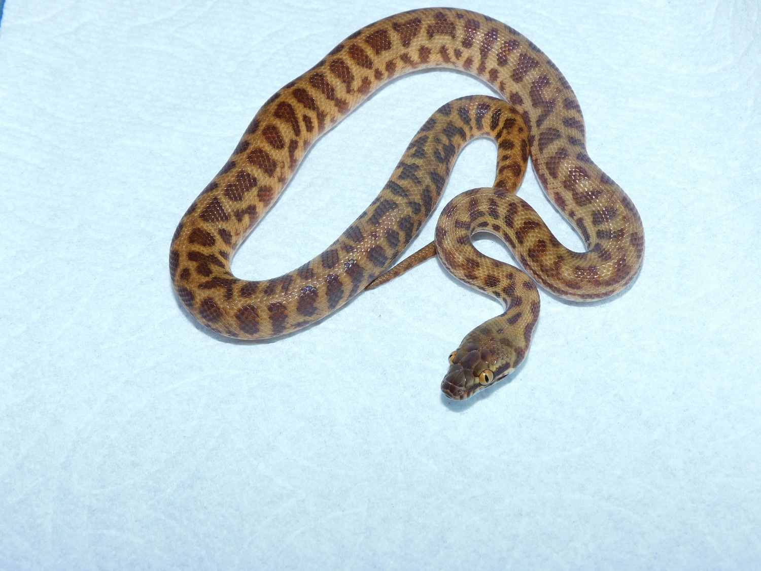 Eastern Stimson's Python (Antaresia Stimsoni) More Python by GSL ...
