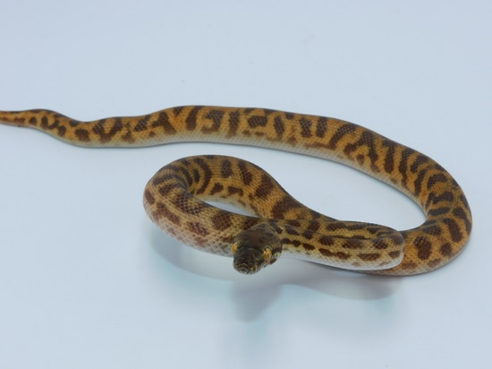 Eastern Stimson's Python (SDM5) by GSL Reptiles