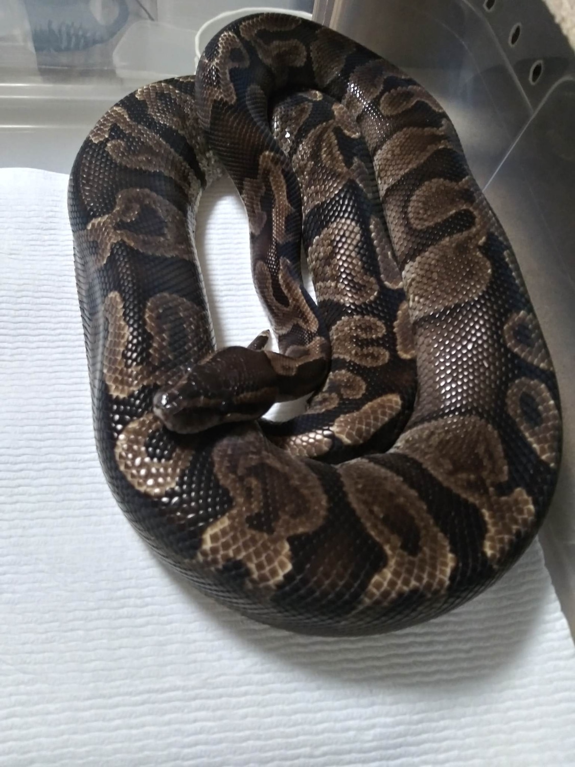 GHI Ball Python by Red Rose Pythons LLC - MorphMarket