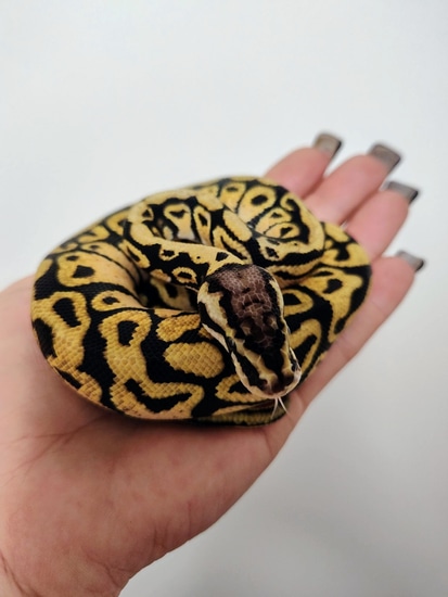 Pastel Spotnose Ball Python by Red Rose Pythons LLC