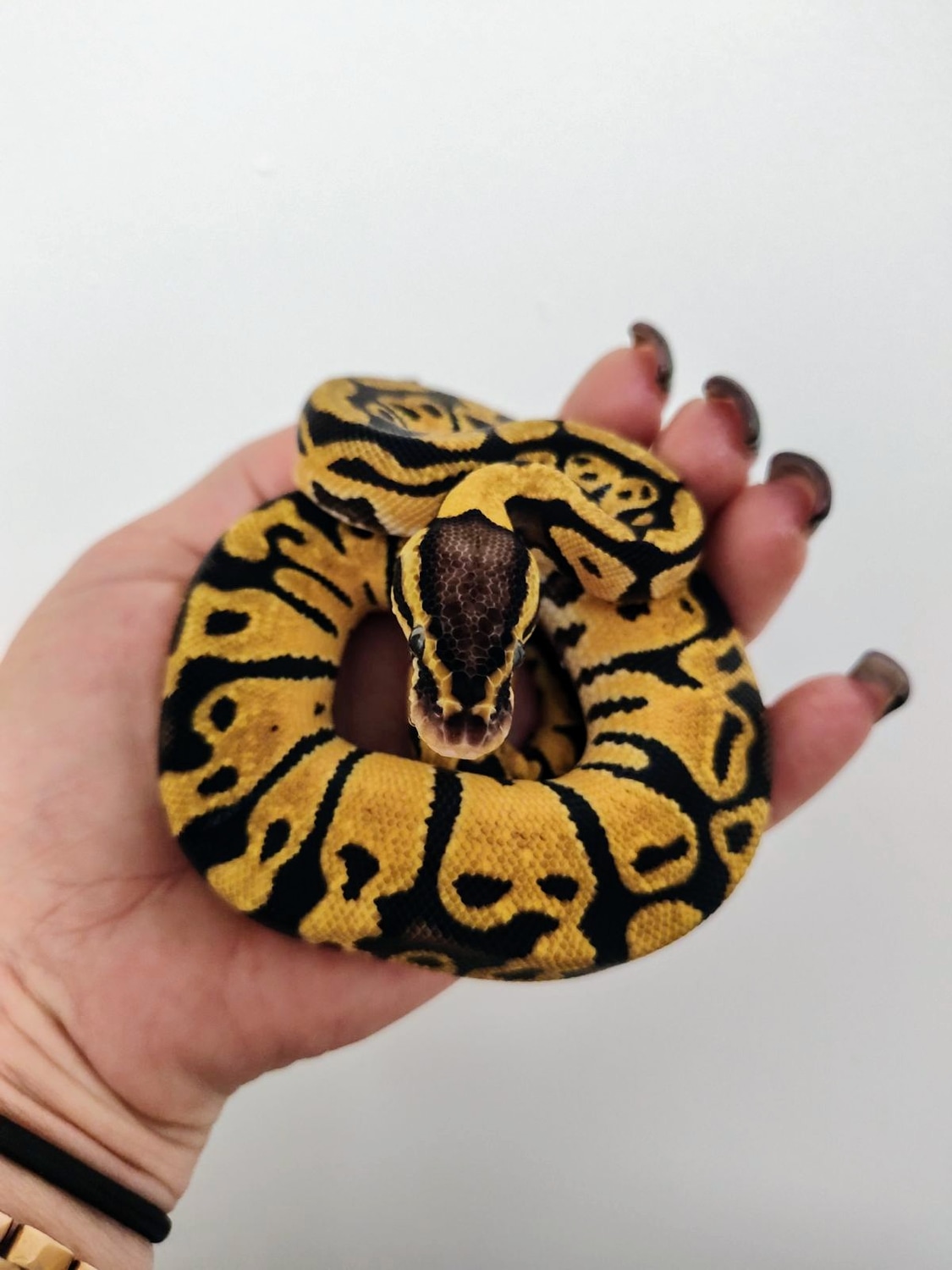 Pastel Ball Python by Red Rose Pythons LLC - MorphMarket
