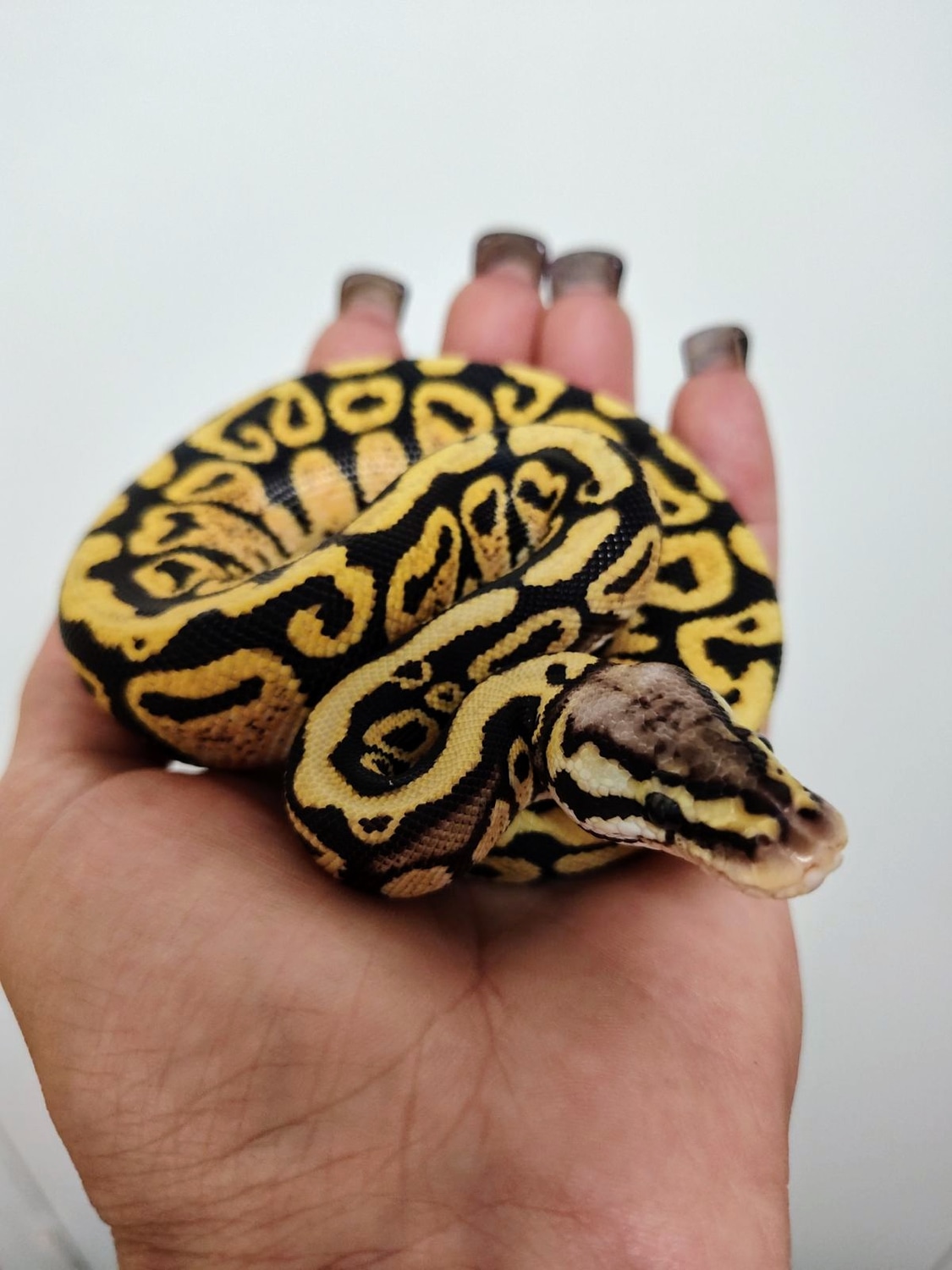 Pastel Spotnose Ball Python by Red Rose Pythons LLC - MorphMarket