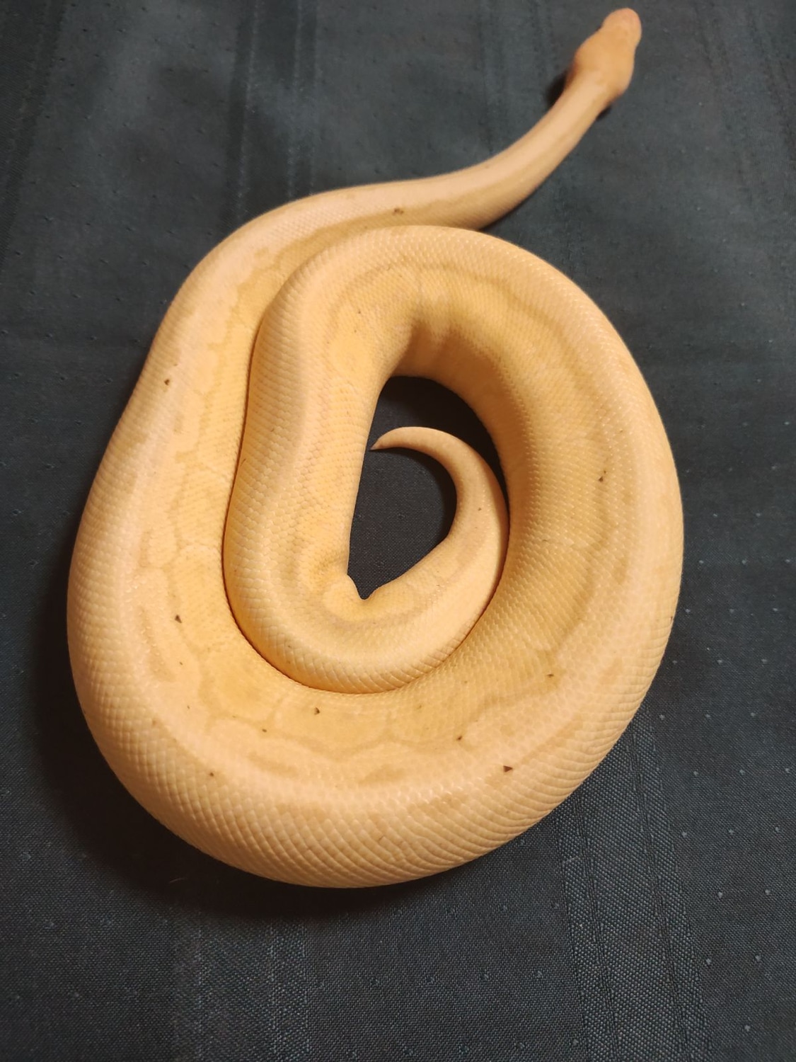 Banana Pinstripe Het VPI Axanthic Ball Python by Red Rose Pythons LLC MorphMarket