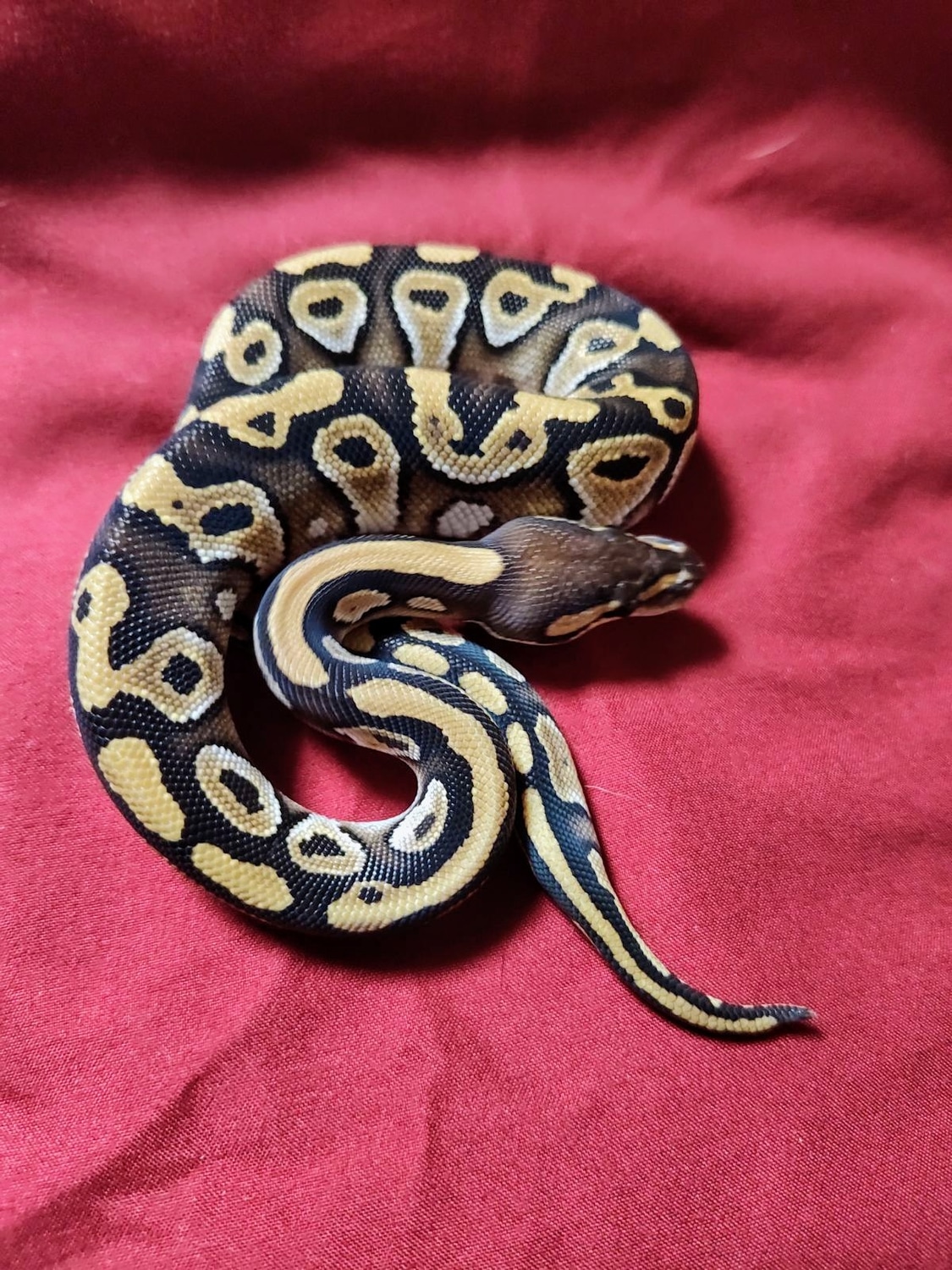 Mojave Ball Python by Red Rose Pythons LLC - MorphMarket