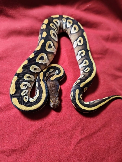 Mojave Ball Python by Red Rose Pythons LLC