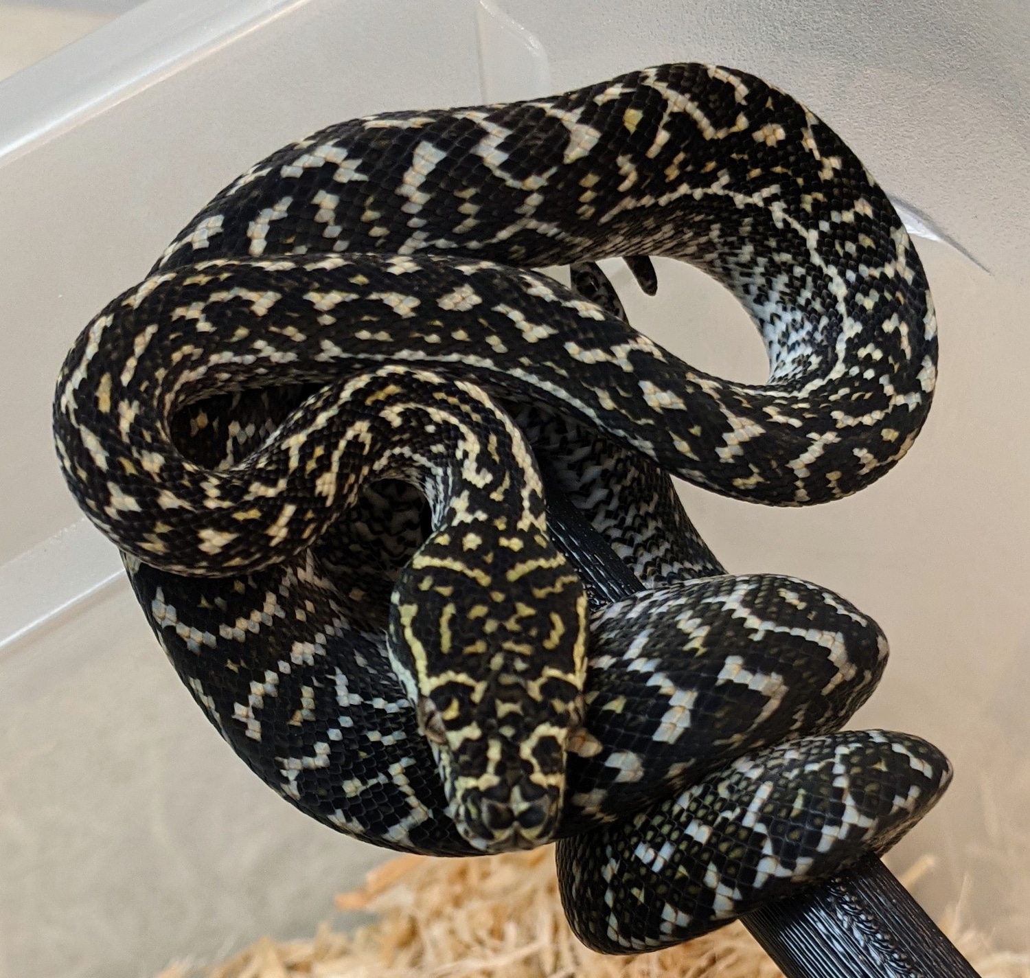 Zebra Carpet Other Carpet Python by GS Reptiles - MorphMarket