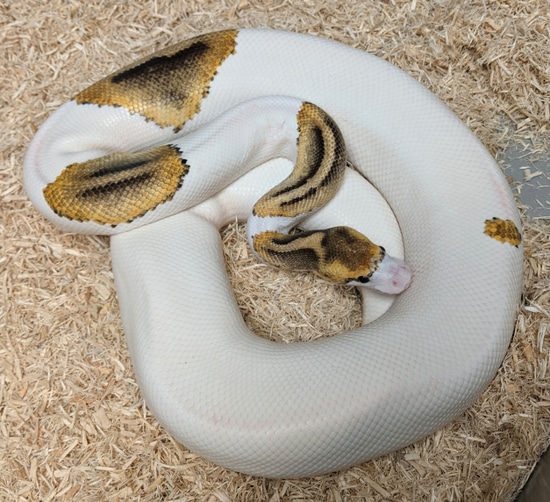 Pinto Ball Python Pastel Pinto Pied Ball Python by GS Reptiles