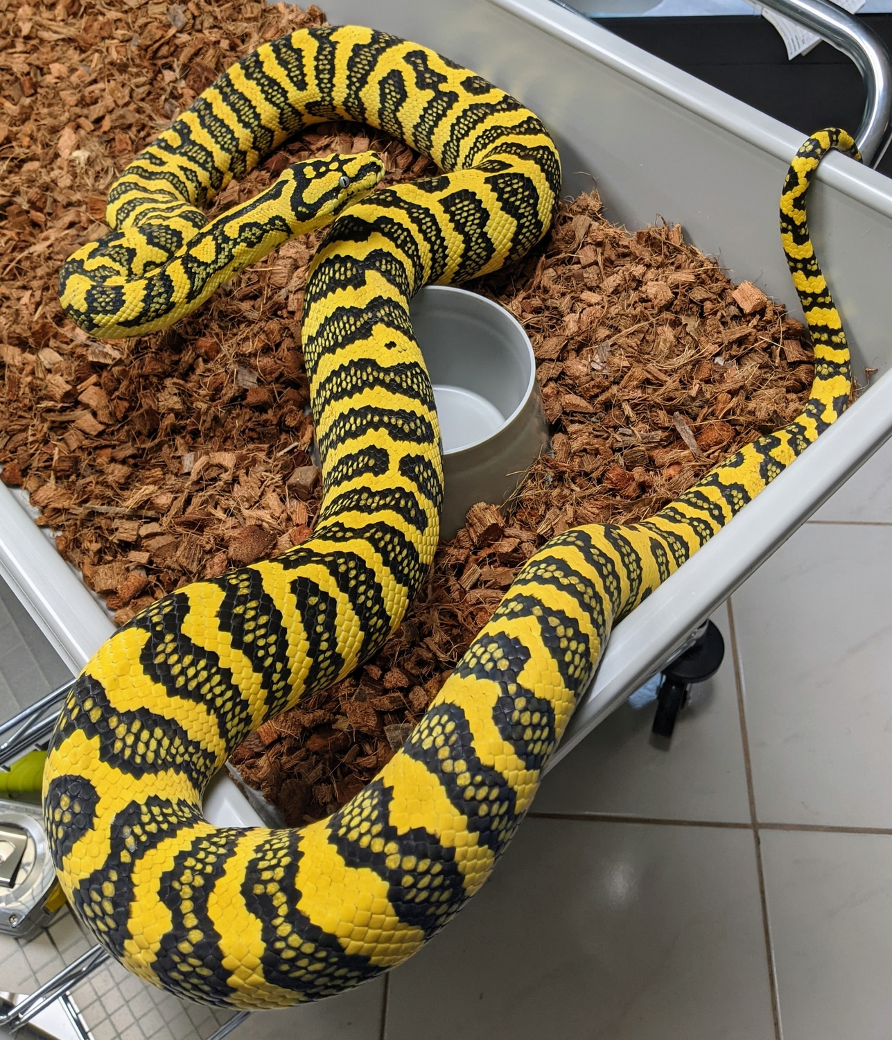 Gamma Jag Sibling Jungle Carpet Python by GS Reptiles - MorphMarket