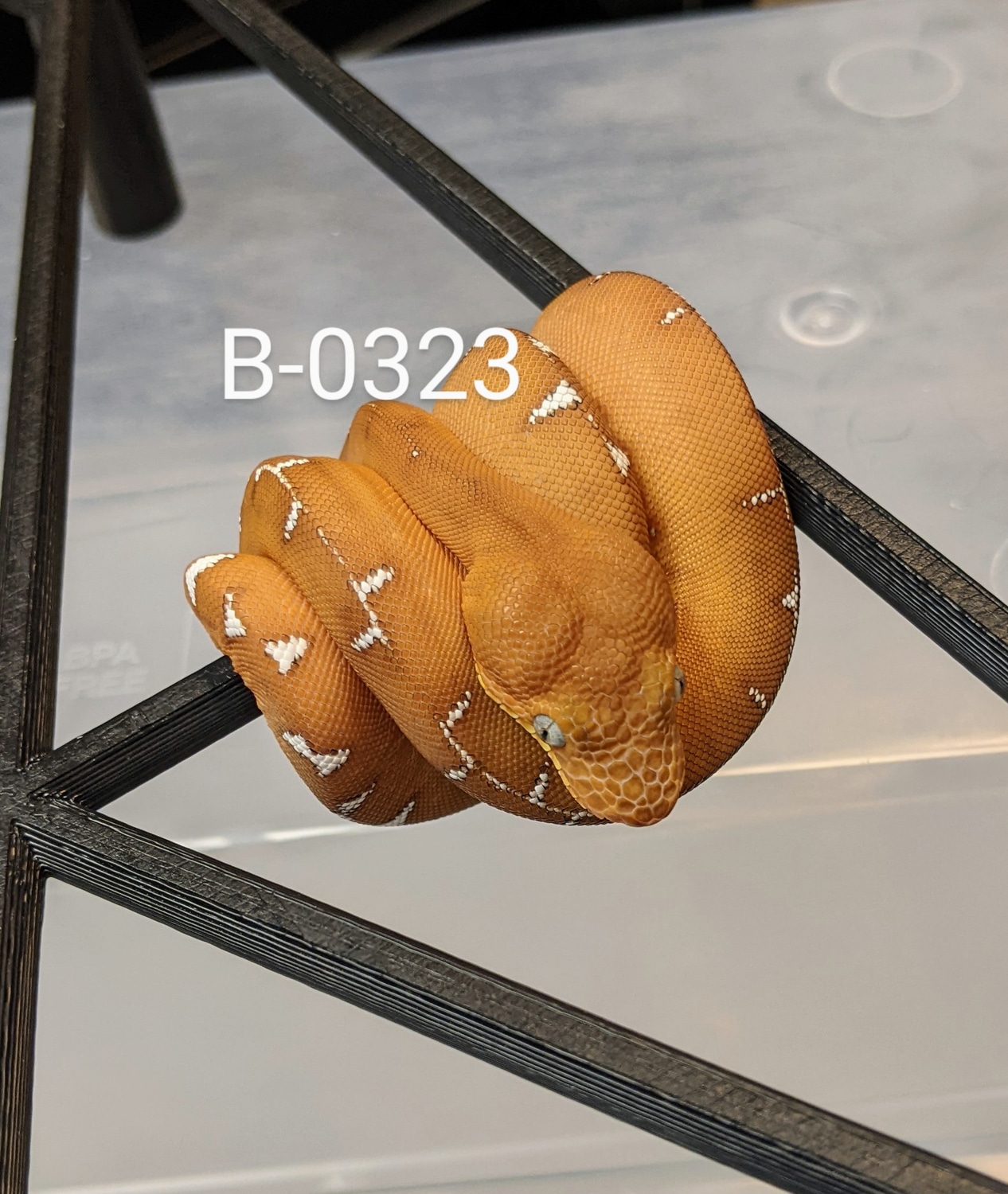 Emerald Amazon Basin Tree Boa by GS Reptiles MorphMarket