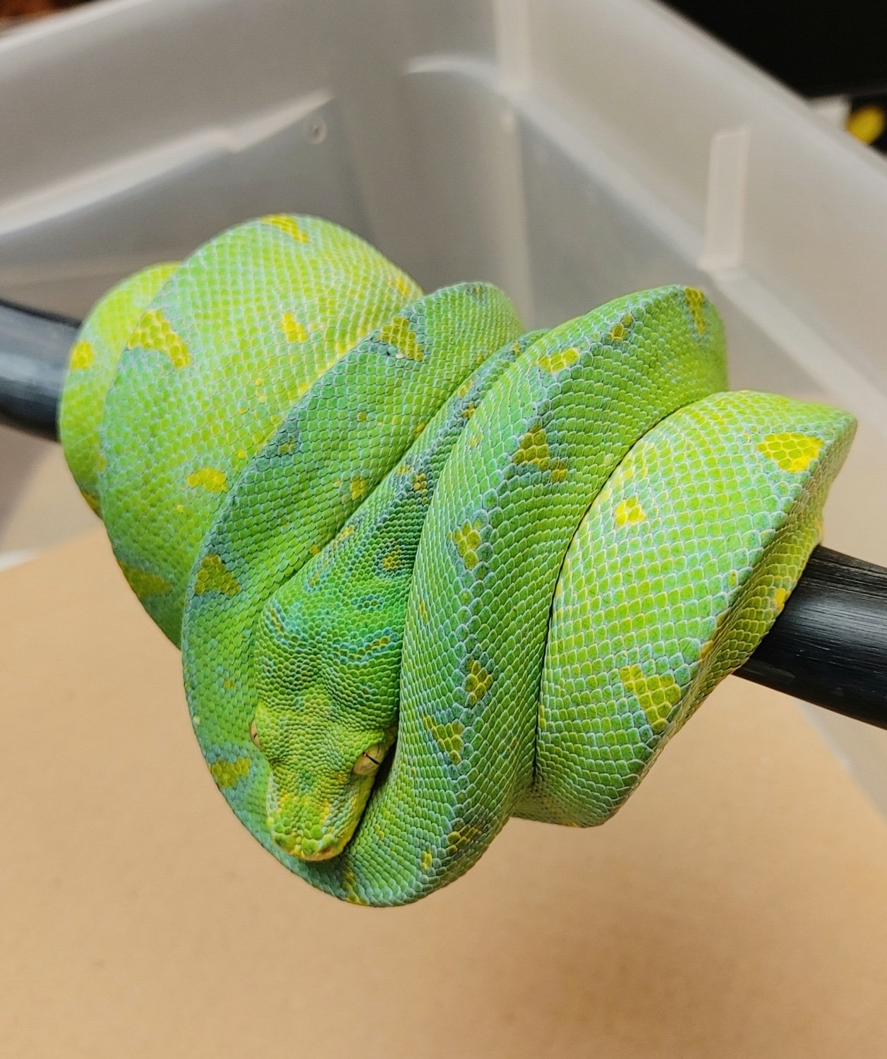 Manokwari Male Green Tree Python by GS Reptiles - MorphMarket