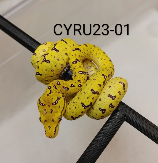 Yellow Cyclops Outcross Green Tree Python by GS Reptiles