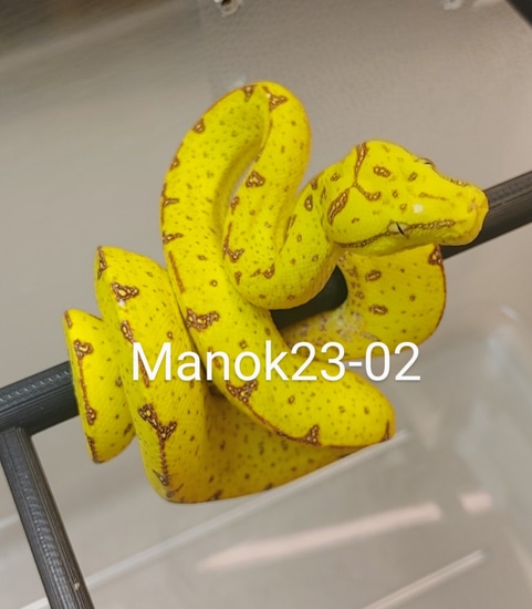 Captive Hatched Manokwari Green Tree Python by GS Reptiles