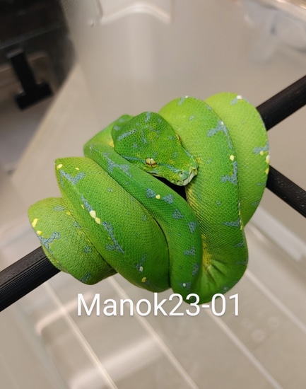 2023 Manokwari Male Green Tree Python by GS Reptiles