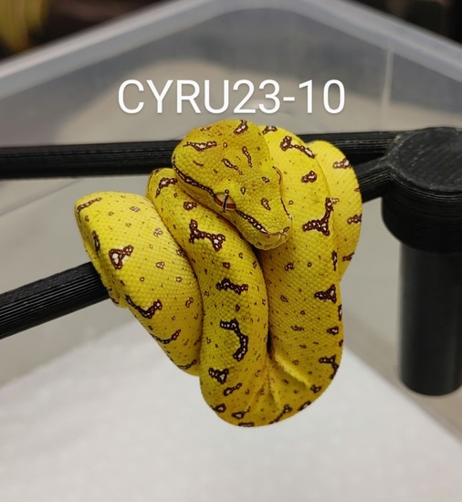 Yellow Cyclops Outcross Green Tree Python by GS Reptiles