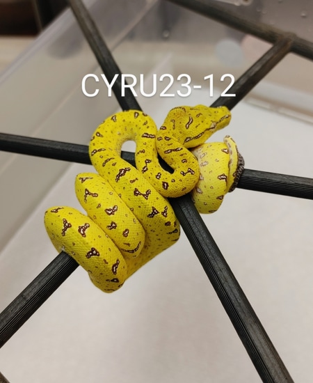 Yellow Cyclops Outcross Green Tree Python by GS Reptiles