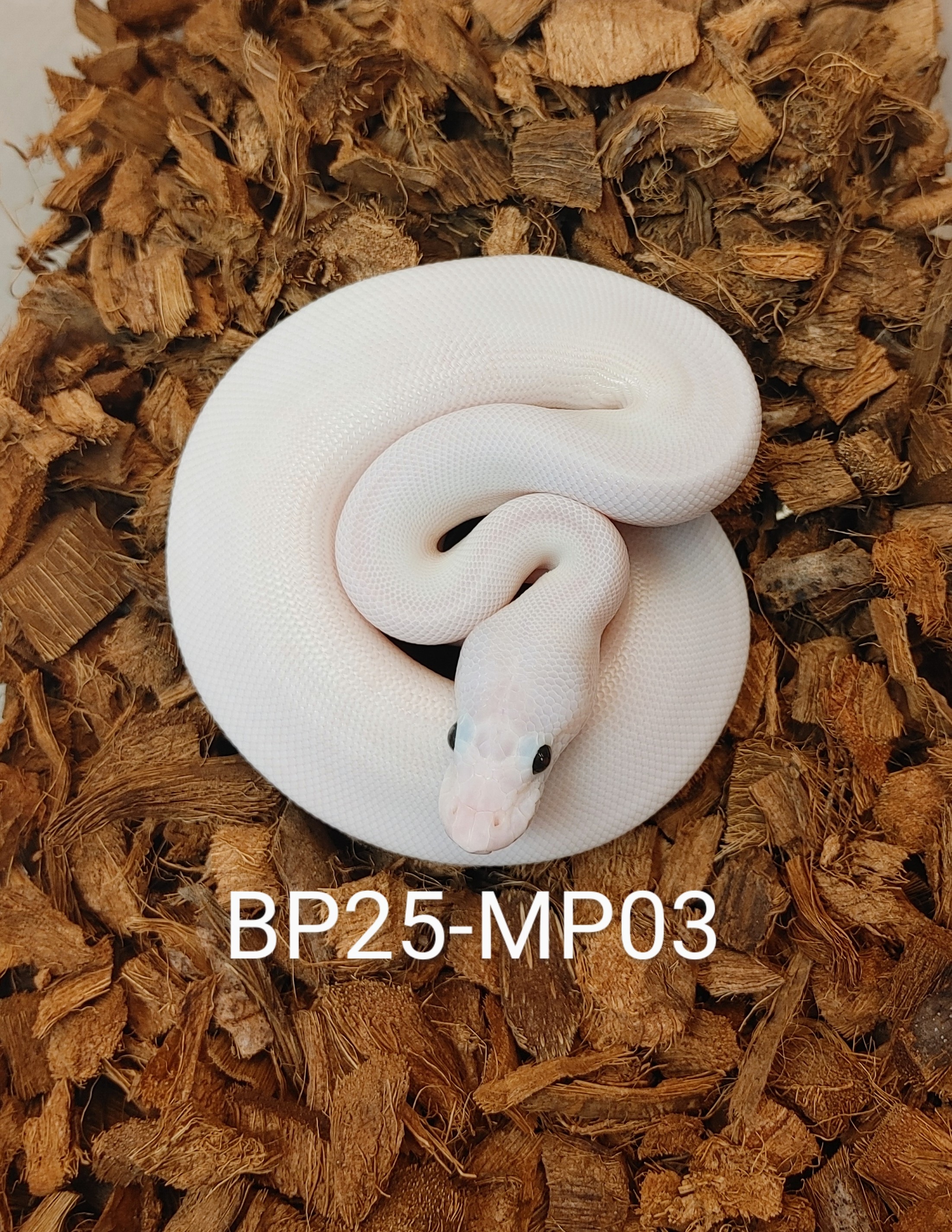 アンプ PYTHON Amazon | 適格請求書発行可 ZX-LDA11-N 産業機器用センサー
