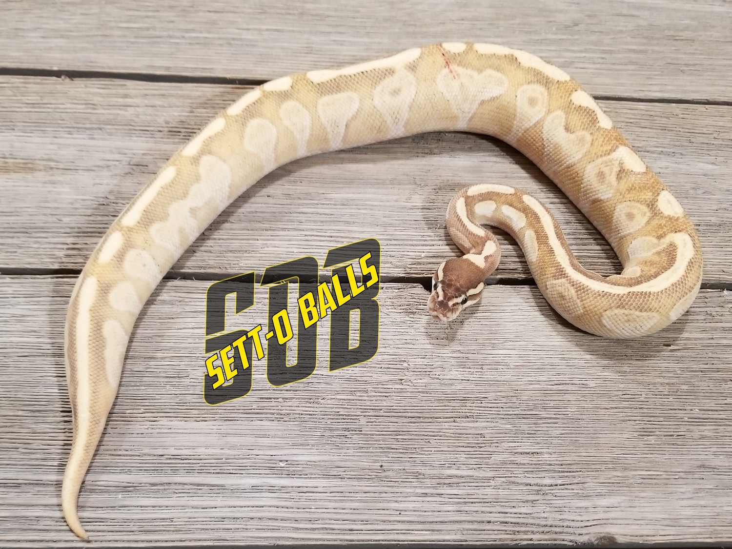 Enchi Mojave OD Fire Ball Python by Setto Snake - MorphMarket