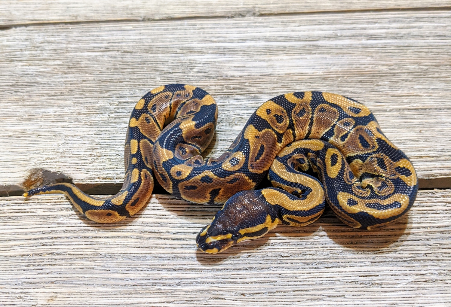Scaleless Head Ball Python by Setto Snake - MorphMarket