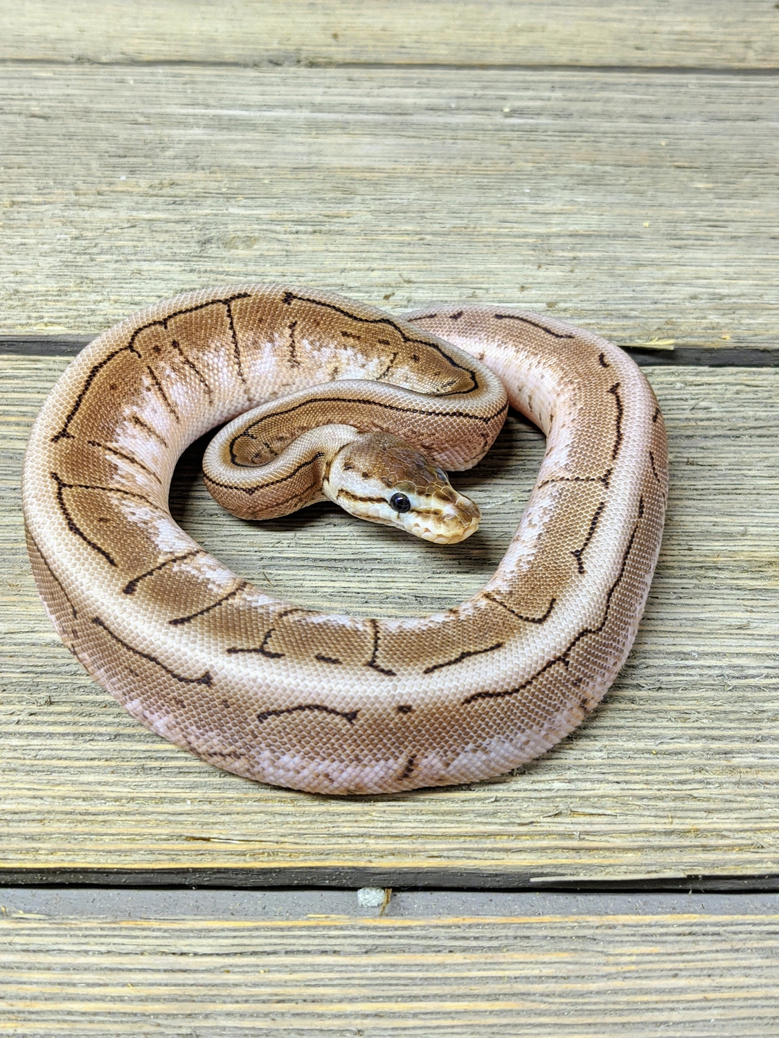 Black Pastel Spinner Ball Python by Sett-O Balls - MorphMarket