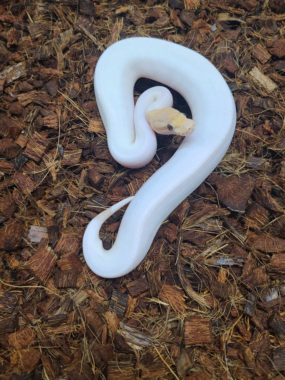 Banana Cinnamon Pied Ball Python by Sett-O Balls - MorphMarket