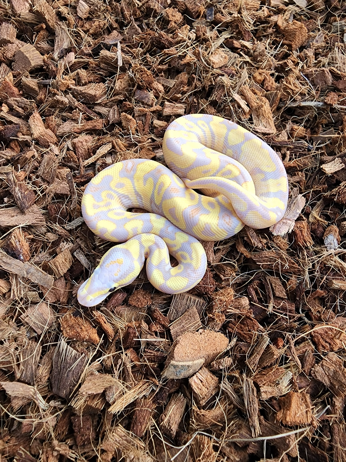 Banana Enchi Yb/asphalt Ball Python by SettO Balls MorphMarket