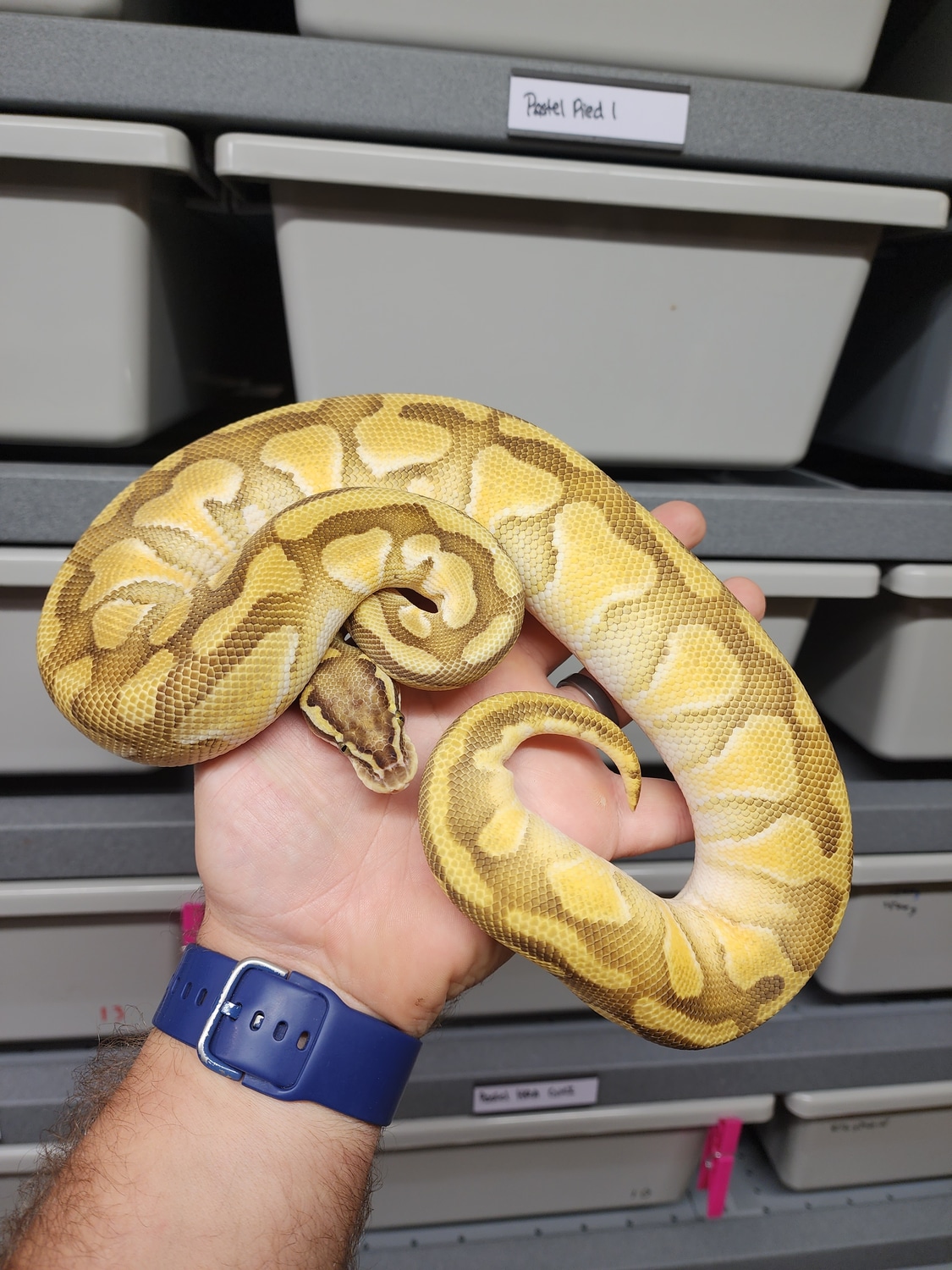 Pastel Enchi Lesser Het Desert Ghost Ball Python by Setto Snake
