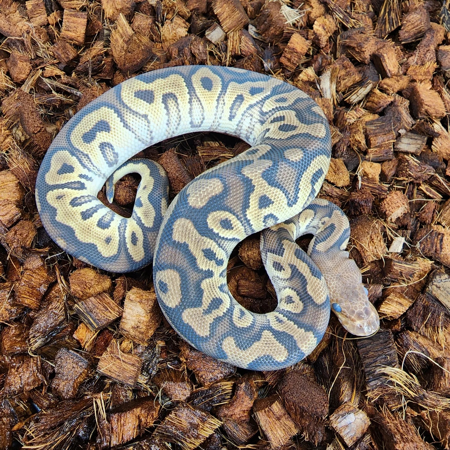 Cypress Clown Ball Python by Setto Snake - MorphMarket