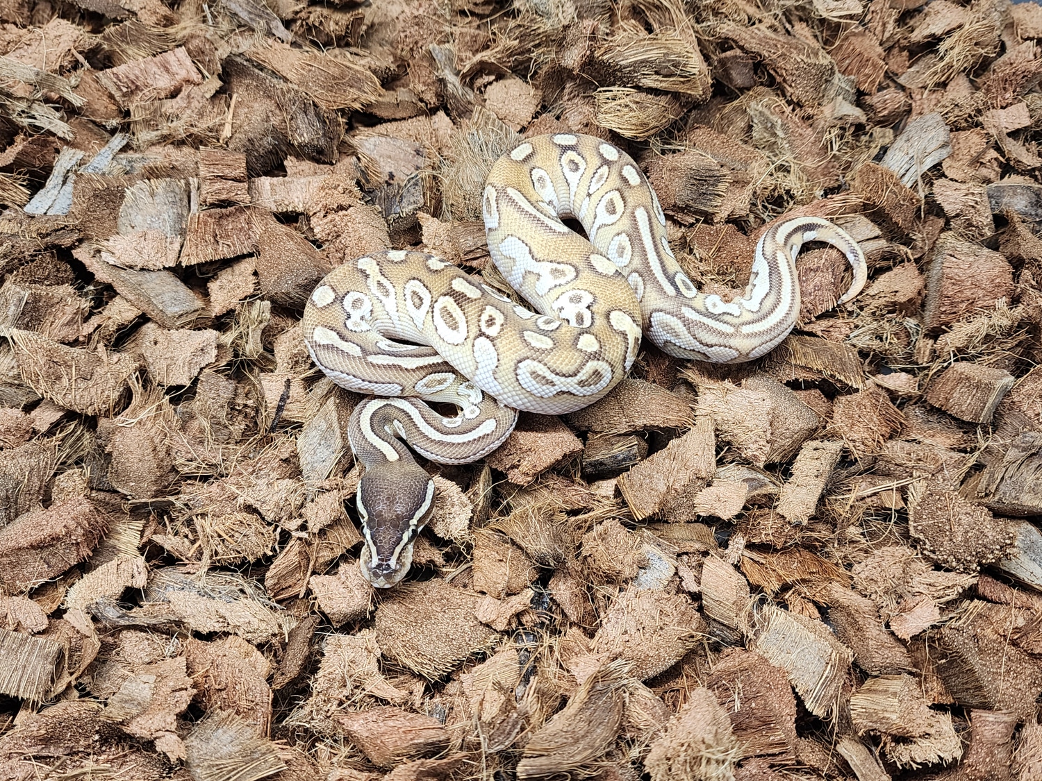 OD Fire Mojave Blitz HRA Ball Python by Setto Snake - MorphMarket