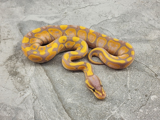 Banana HRA Ball Python by Setto Snake