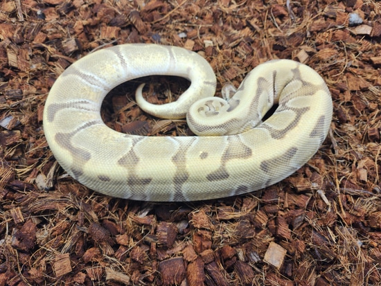 Enchi Lucifer HGW YB Het Pied Ball Python by Setto Snake