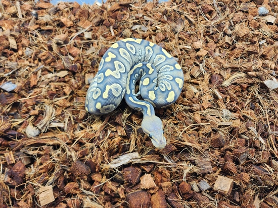 Chocolate Cinder Hypo Ball Python by Setto Snake