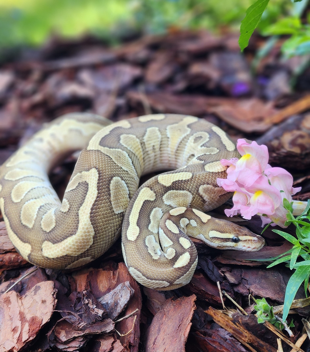 Lesser Fire Ball Python by Bubbleheads - MorphMarket